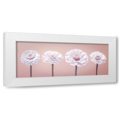 Four Zinnias in a row, FTBR-1900 White Modern Wood Framed Art Print by Frank, Assaf