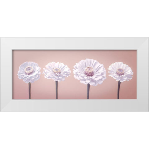 Four Zinnias in a row, FTBR-1900 White Modern Wood Framed Art Print by Frank, Assaf
