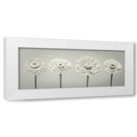 Four Zinnia flowers in a row White Modern Wood Framed Art Print by Frank, Assaf