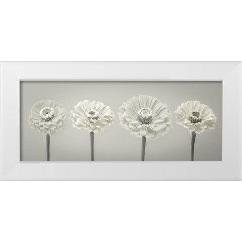 Four Zinnia flowers in a row White Modern Wood Framed Art Print by Frank, Assaf