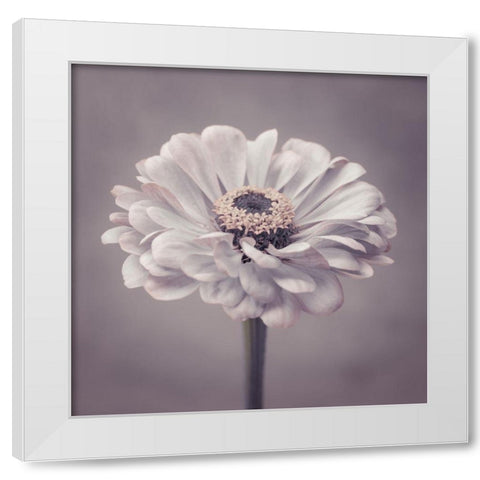 Zinnia flower White Modern Wood Framed Art Print by Frank, Assaf