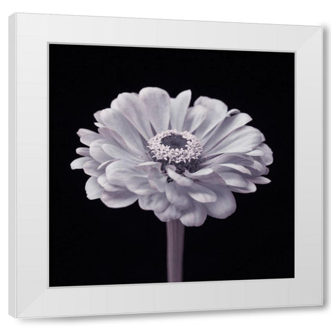 Zinnia flower White Modern Wood Framed Art Print by Frank, Assaf