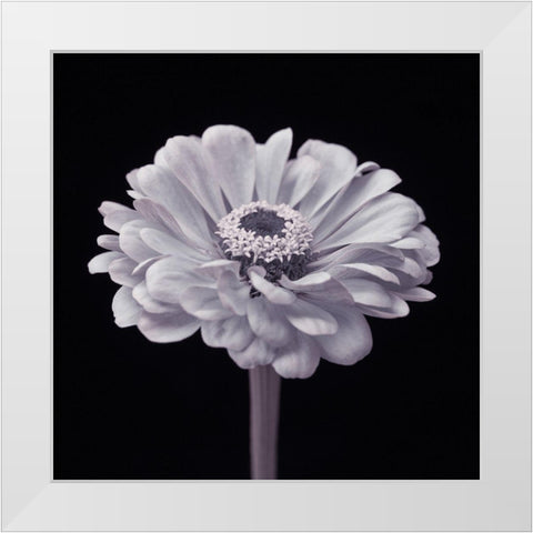 Zinnia flower White Modern Wood Framed Art Print by Frank, Assaf