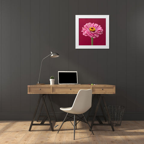 Fresh Zinnia flower White Modern Wood Framed Art Print by Frank, Assaf