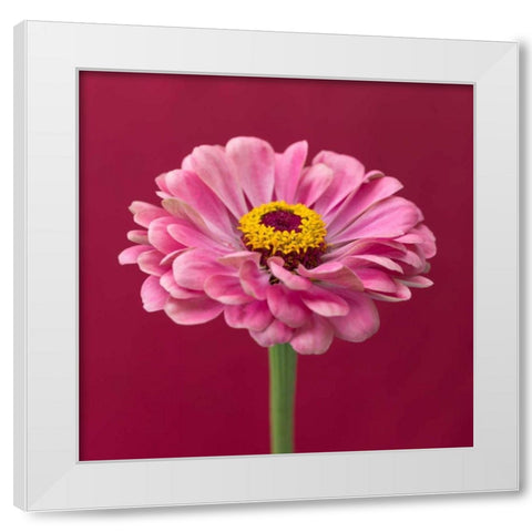 Fresh Zinnia flower White Modern Wood Framed Art Print by Frank, Assaf