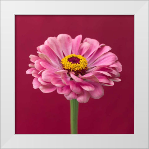 Fresh Zinnia flower White Modern Wood Framed Art Print by Frank, Assaf