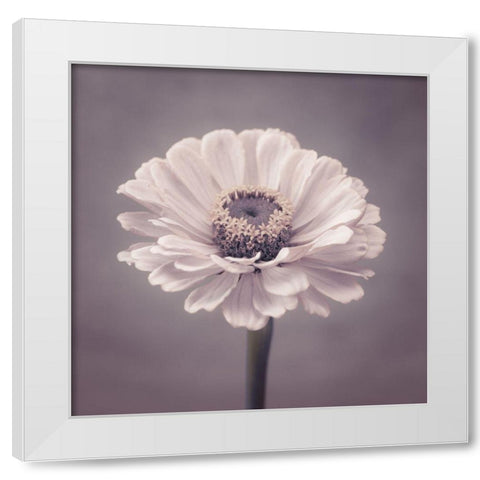 Zinnia flower White Modern Wood Framed Art Print by Frank, Assaf