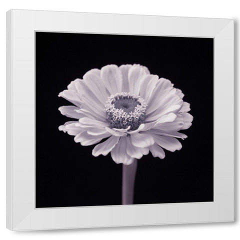 Zinnia flower White Modern Wood Framed Art Print by Frank, Assaf