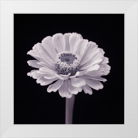 Zinnia flower White Modern Wood Framed Art Print by Frank, Assaf