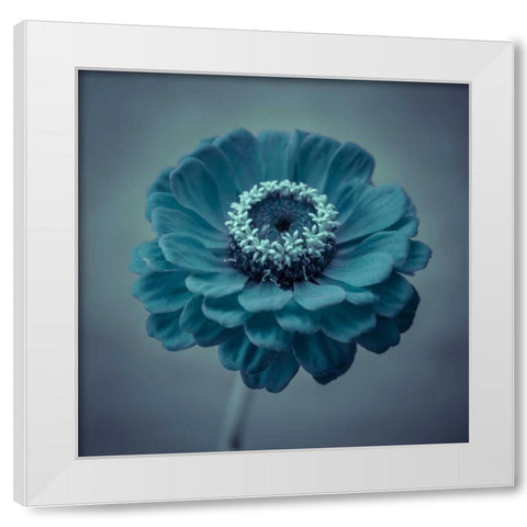 Fresh Zinnia flower White Modern Wood Framed Art Print by Frank, Assaf