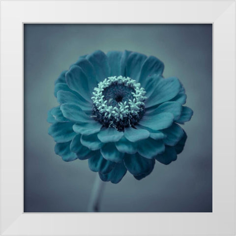Fresh Zinnia flower White Modern Wood Framed Art Print by Frank, Assaf