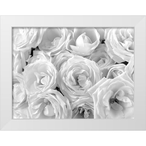 Full frame of roses White Modern Wood Framed Art Print by Frank, Assaf