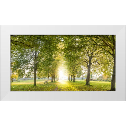 Panoramic view of a forest White Modern Wood Framed Art Print by Frank, Assaf