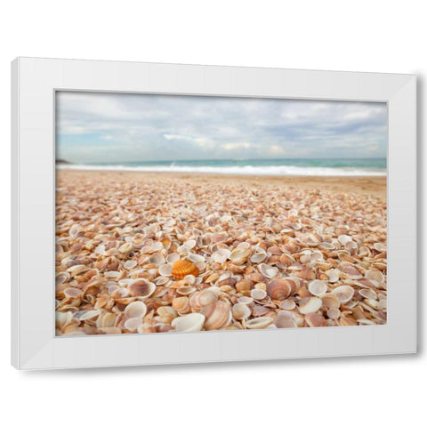 Sea shells on the beach White Modern Wood Framed Art Print by Frank, Assaf