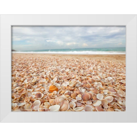 Sea shells on the beach White Modern Wood Framed Art Print by Frank, Assaf