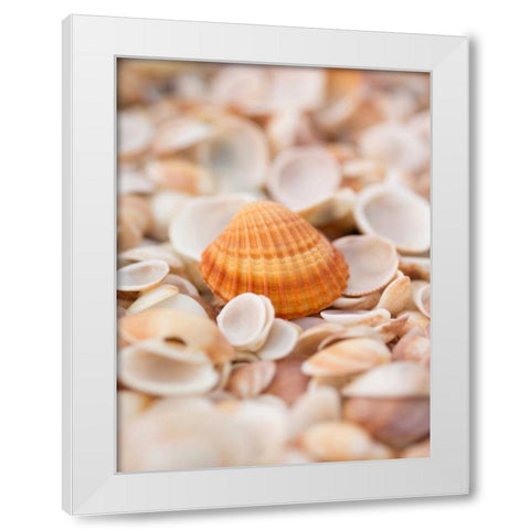 Sea shells on the beach White Modern Wood Framed Art Print by Frank, Assaf