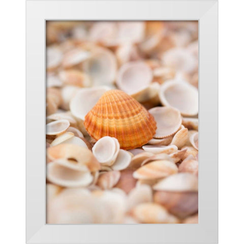 Sea shells on the beach White Modern Wood Framed Art Print by Frank, Assaf