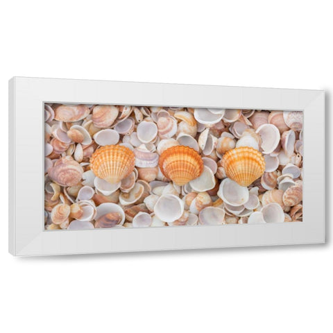 Sea shells on the beach White Modern Wood Framed Art Print by Frank, Assaf