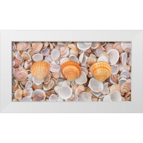 Sea shells on the beach White Modern Wood Framed Art Print by Frank, Assaf