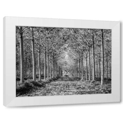 Pathway through trees in forest White Modern Wood Framed Art Print by Frank, Assaf