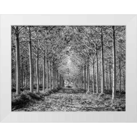 Pathway through trees in forest White Modern Wood Framed Art Print by Frank, Assaf