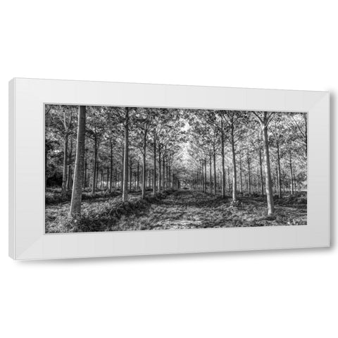 Pathway through trees in forest White Modern Wood Framed Art Print by Frank, Assaf