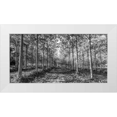 Pathway through trees in forest White Modern Wood Framed Art Print by Frank, Assaf