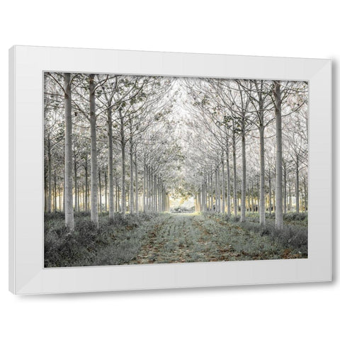 Pathway through trees in forest, FTBR-1833 White Modern Wood Framed Art Print by Frank, Assaf