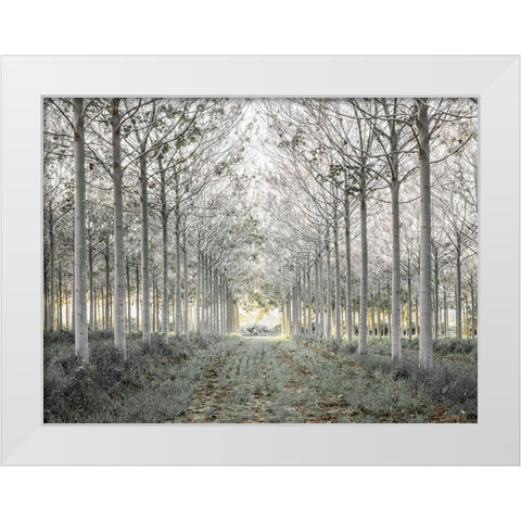 Pathway through trees in forest, FTBR-1833 White Modern Wood Framed Art Print by Frank, Assaf