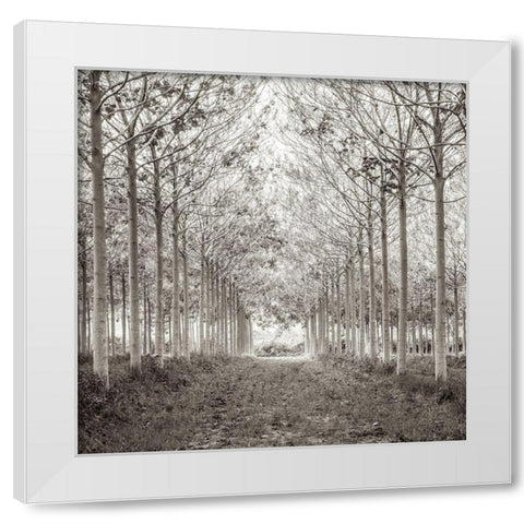 Pathway through trees in forest, FTBR-1815 White Modern Wood Framed Art Print by Frank, Assaf