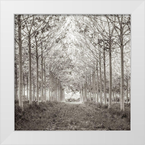 Pathway through trees in forest, FTBR-1815 White Modern Wood Framed Art Print by Frank, Assaf