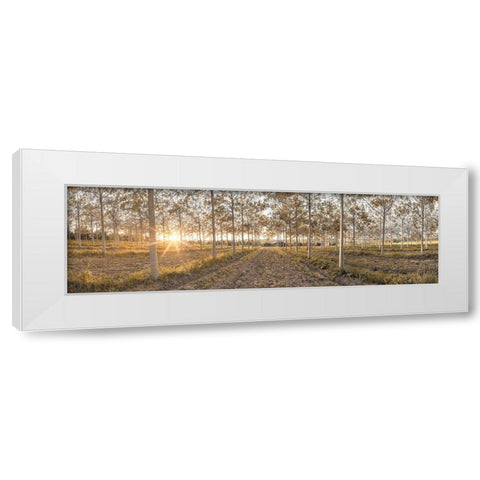 Pathway through trees in forest, FTBR-1834 White Modern Wood Framed Art Print by Frank, Assaf