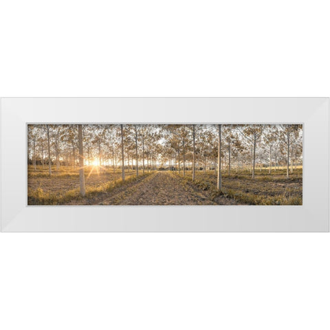 Pathway through trees in forest, FTBR-1834 White Modern Wood Framed Art Print by Frank, Assaf