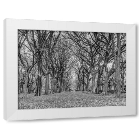 Rows of trees in Central park, New York White Modern Wood Framed Art Print by Frank, Assaf