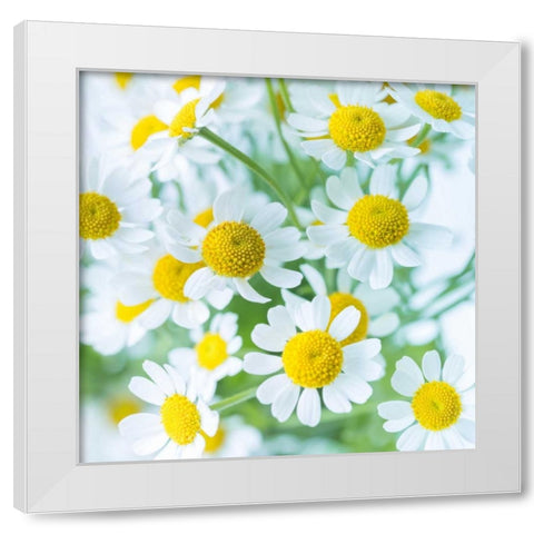 Bunch of colorful Roses in a jar White Modern Wood Framed Art Print by Frank, Assaf