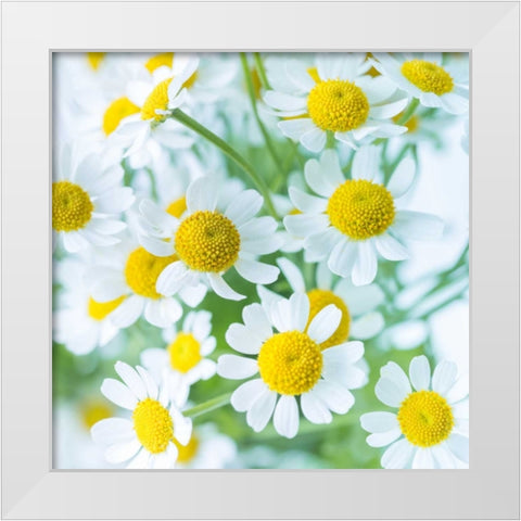 Bunch of colorful Roses in a jar White Modern Wood Framed Art Print by Frank, Assaf