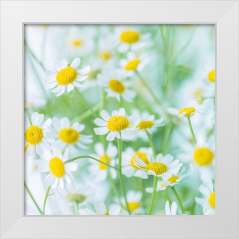 White Daisies in studio White Modern Wood Framed Art Print by Frank, Assaf