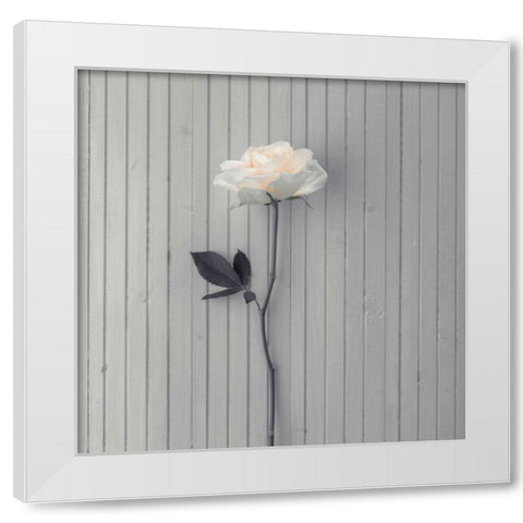 Rose on table White Modern Wood Framed Art Print by Frank, Assaf