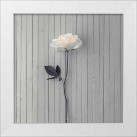 Rose on table White Modern Wood Framed Art Print by Frank, Assaf