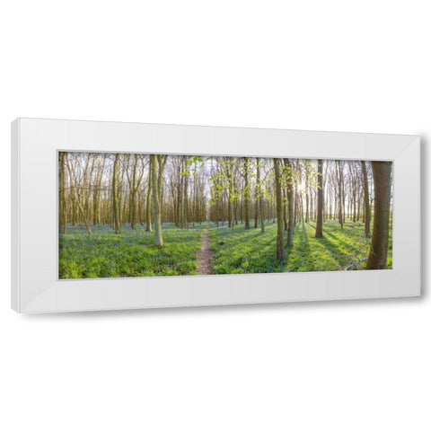 Spring forest with tall trees White Modern Wood Framed Art Print by Frank, Assaf