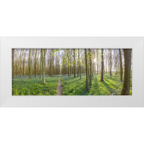 Spring forest with tall trees White Modern Wood Framed Art Print by Frank, Assaf
