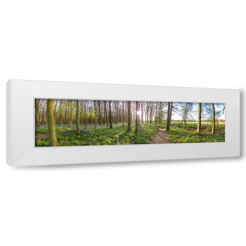 Spring forest with tall trees White Modern Wood Framed Art Print by Frank, Assaf