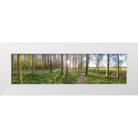 Spring forest with tall trees White Modern Wood Framed Art Print by Frank, Assaf