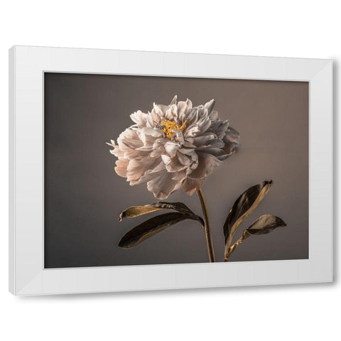 Peony flower White Modern Wood Framed Art Print by Frank, Assaf