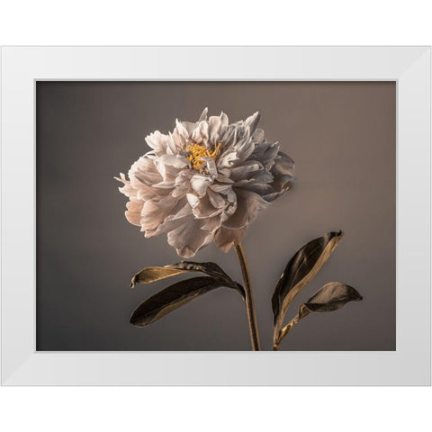 Peony flower White Modern Wood Framed Art Print by Frank, Assaf