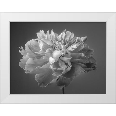Peony flower White Modern Wood Framed Art Print by Frank, Assaf