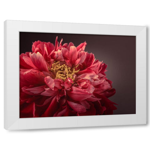 Peony flower White Modern Wood Framed Art Print by Frank, Assaf