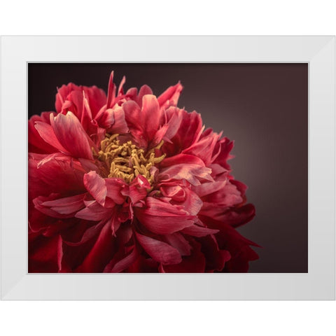 Peony flower White Modern Wood Framed Art Print by Frank, Assaf