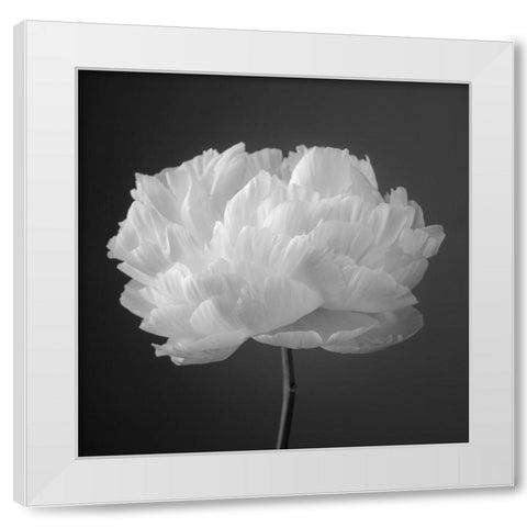 Peony flower White Modern Wood Framed Art Print by Frank, Assaf