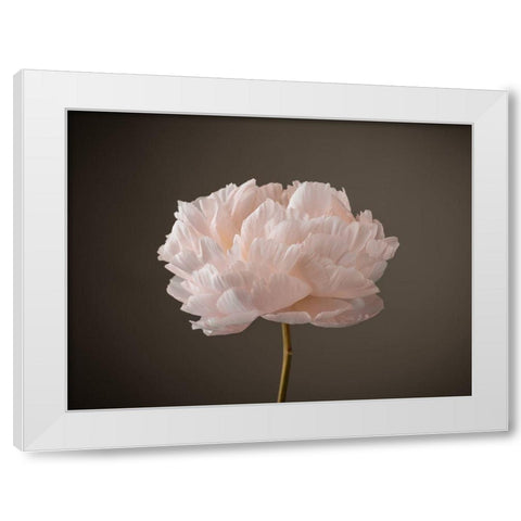 Peony flower White Modern Wood Framed Art Print by Frank, Assaf